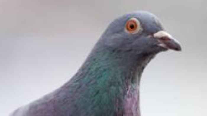 Headlines: 'Nesting pigeon' and 'BMX champion'