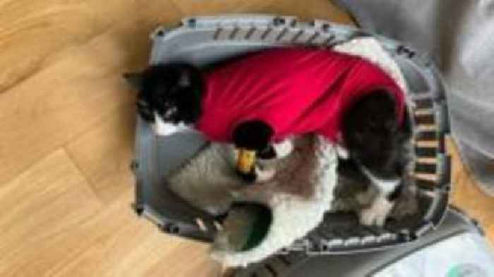 Charity warns cat owners of summer air gun attacks