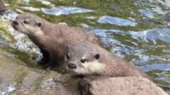 Iced lollies and sun cream for hot zoo animals