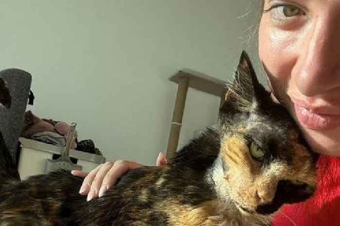 Cat falls from block of flats - and survives