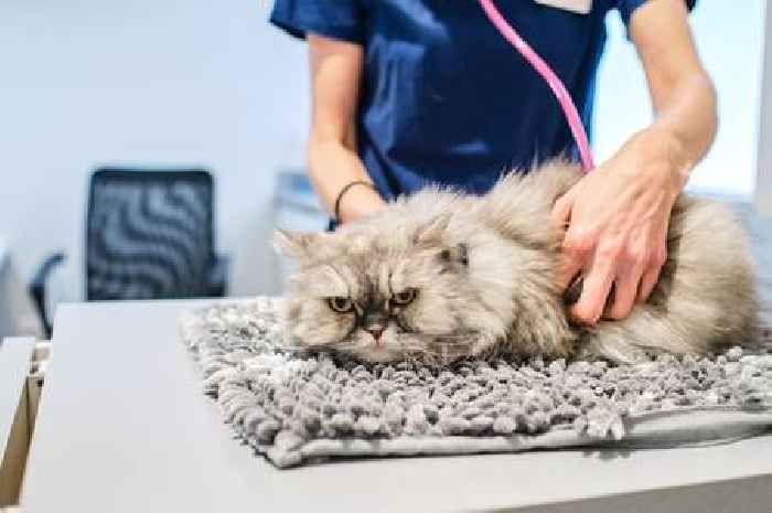 Cats with dementia unlock breakthrough for humans with Alzheimer's disease