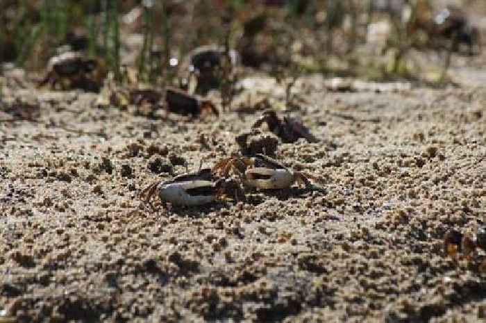 Exeter robot crab exposes secrets of courtship wars
