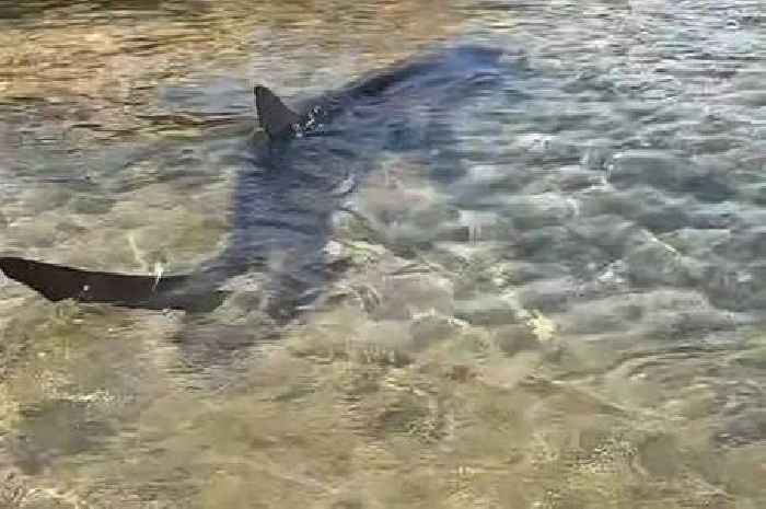 Tourists evacuated as 'huge' 6ft 6 shark circles British holiday hotspot waters