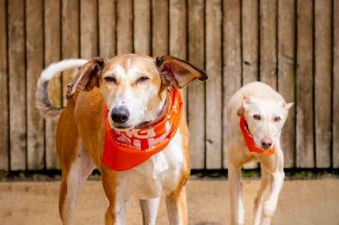 Bath’s rescue dogs lead the way in charity walk for happy new homes