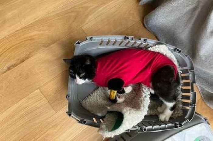 Somerset named one of worst places in UK for weapon attacks on animals as cats increasingly targeted
