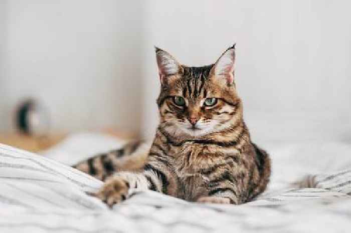 Alzheimer's breakthrough found in cats with memory loss