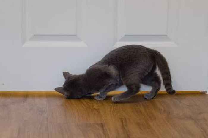 'I'm a cat behaviourist and this is why your pet hates closed doors'
