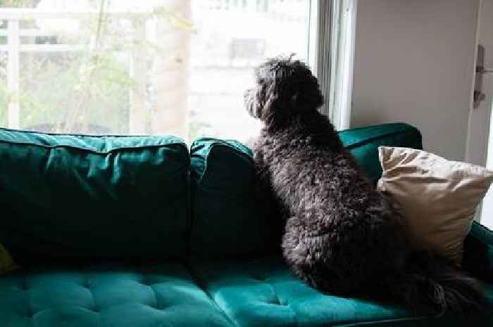 Heartwarming reason you should always say goodbye to your dog when leaving home