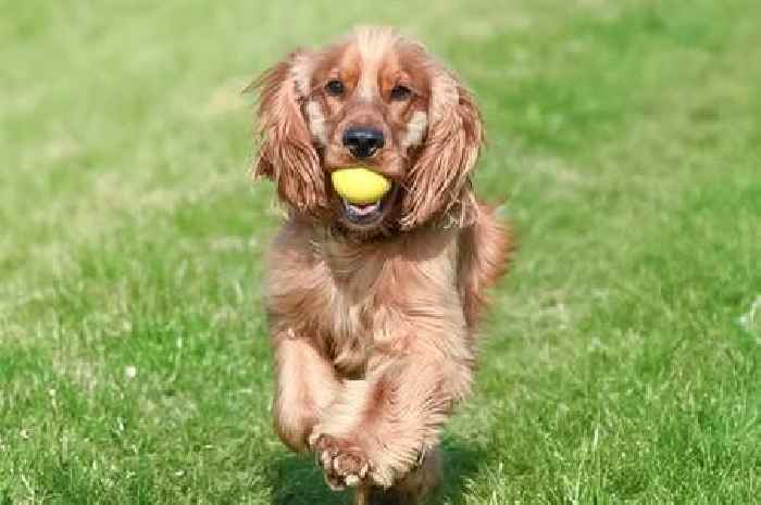 Is it too hot to walk your dog today? Exact temperature that is dangerous for pets