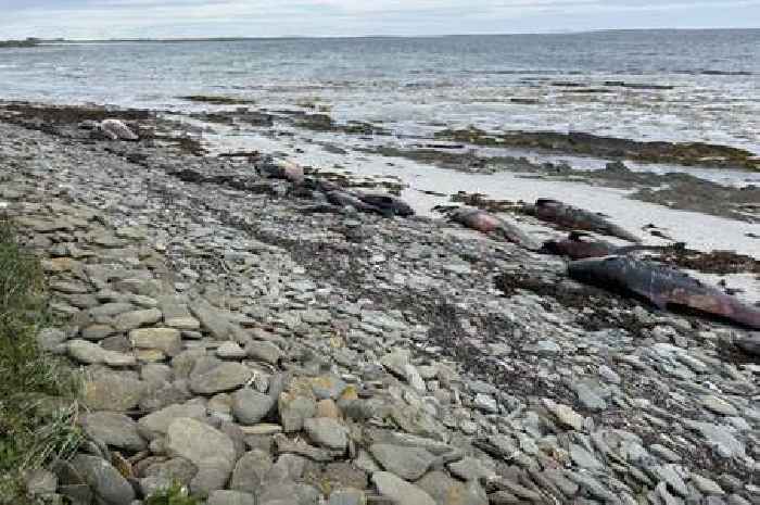 Pod of 23 whales found dead on Orkney beach may be left to decompose naturally