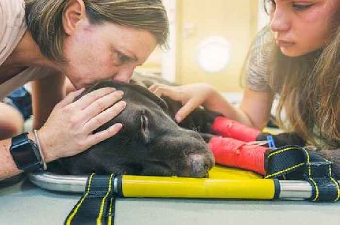 Vet issues desperate plea to dog owners who have to put their pets to sleep