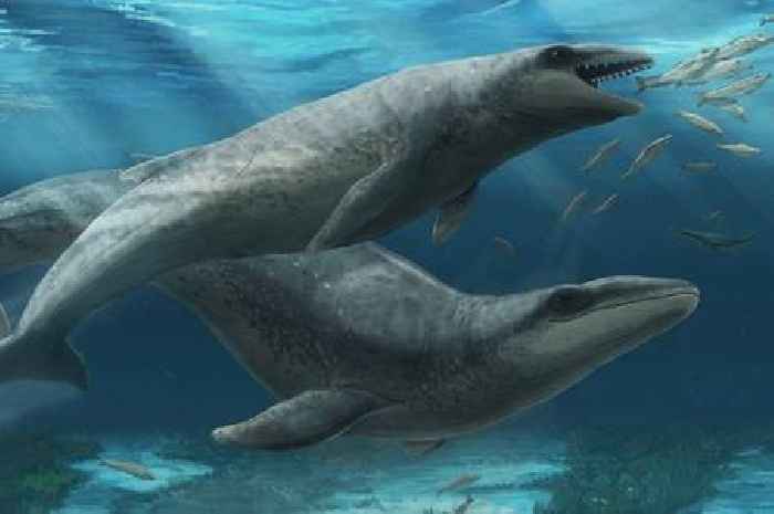 ‘Deceptively cute’ prehistoric whale species with 'slicing teeth' discovered in Australia