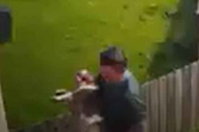 Dog walker filmed carrying 'lifeless' body of pet suffering heat stroke to house before owner finds it dead