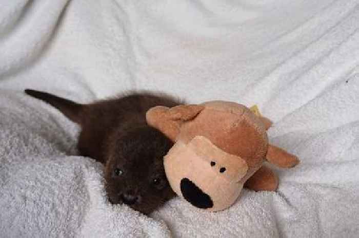 People heard squeaking near a stream and the answer was impossibly cute