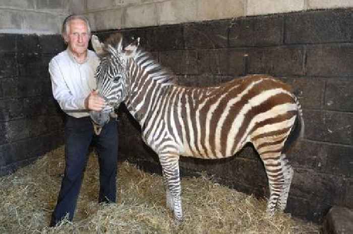 Legendary horse trainer Bill Turner wanted to 'train a zebra' but 'they don't have a brain'