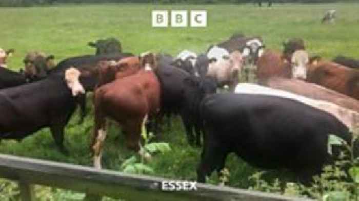 ‘Udder chaos’ as cows moo-ve into Essex garden