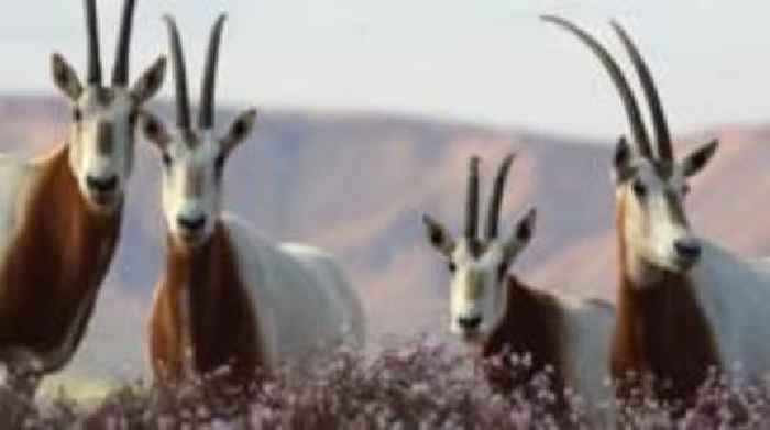 Zoo marks first awareness day for rare antelope