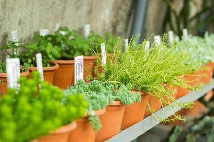 Kent's best garden centre: It's time to crown the county's greatest