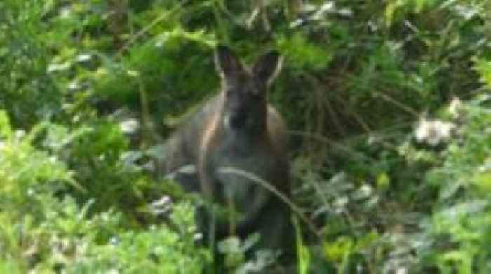 How common are wild wallabies in East Anglia?