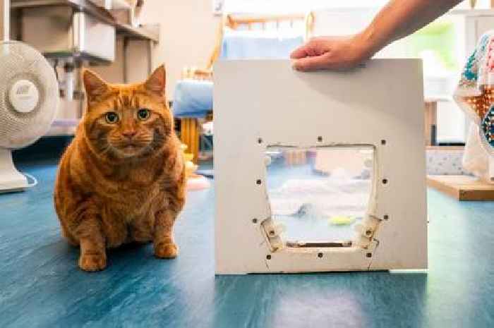 Cat so fat she can't get through a cat-flap needs a new home