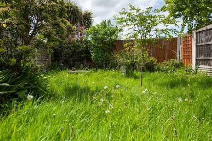 Gardening expert Alan Titchmarsh reveals how to know your garden needs water