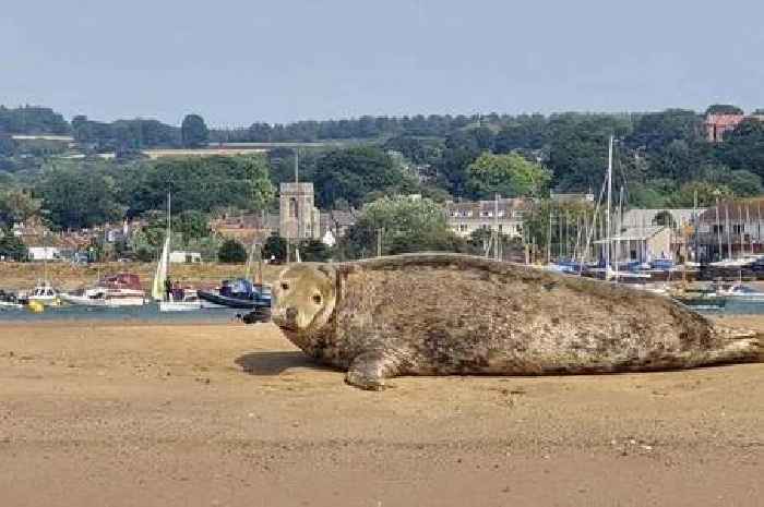 Seal basks in heatwave at Devon seaside town