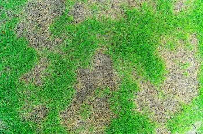 Kill hidden pests that are ruining lawns by doing 1 thing in August