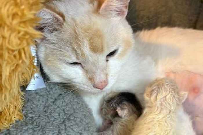 Stray cat tragically births stillborn kitten ‘with two faces’