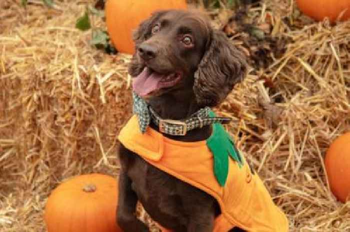 Celebrate halloween with your pet at Scots garden centre and click the perfect ‘paw-trait’