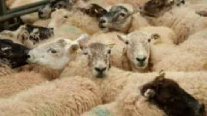 Deadly livestock virus travel restrictions to ease