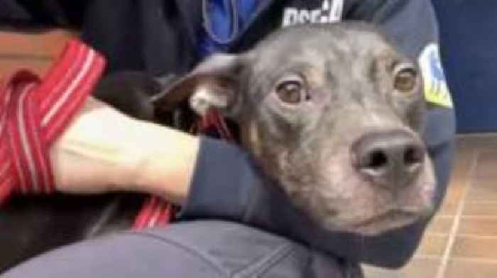 Dog found dumped with emotional note from owner