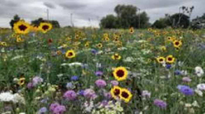 'Wildflower meadow' and 'nightmare cat'