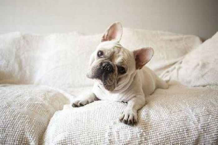 Vet warns against owning these five dog breeds: Includes French Bulldogs and Dachshunds