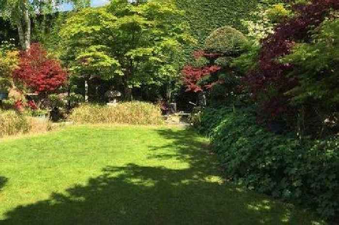 Lawyer shares what to do when a neighbour's tree blocks your sunlight