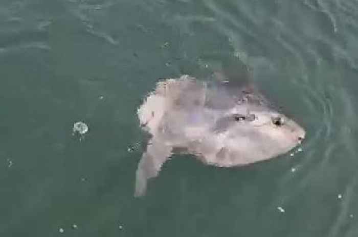 Creature spotted off Devon coast that's easily mistaken for a shark