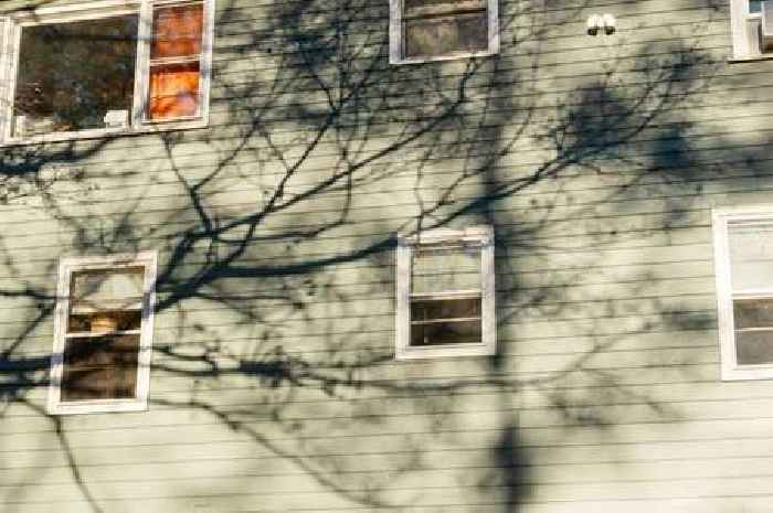 What the law says about a neighbour's tree blocking your sunlight