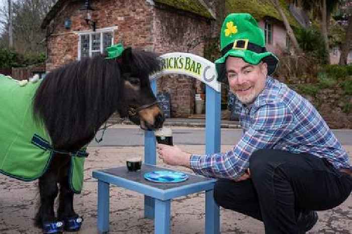 Guinness-loving Devon pony banned from drinking with tourists
