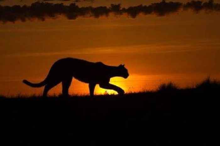 'Big cat' fears as panther-like beast spotted near King Charles' country home in Gloucestershire
