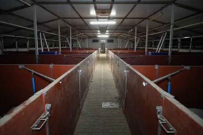Pork producer Cranswick at centre of fresh pig abuse claims at second farm