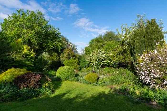 Lawyer explains what to do if neighbour's trees block your garden sunlight