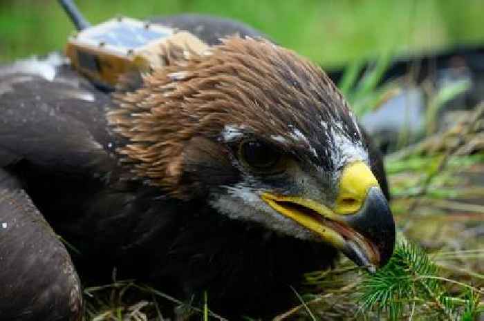 Sir David Attenborough names golden eagle chick hatched in Scotland