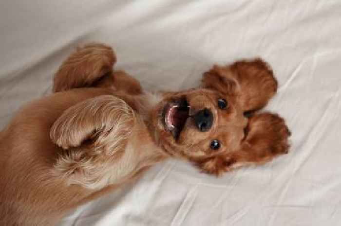 'I'm a dog trainer and this is how to get your pet to stop humping'