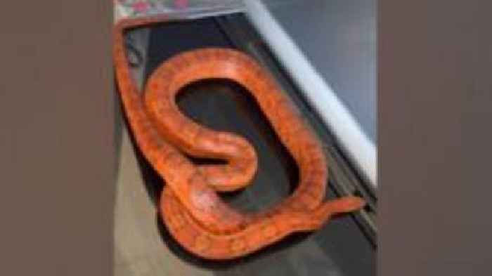 Mum's shock as real snake falls out of toy box