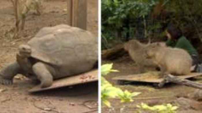 Watch: London Zoo's capybaras and tortoises on weigh-in day