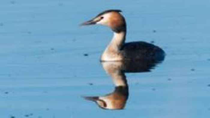 Trust credits mink control scheme for rise in grebes