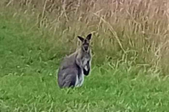 'Runaway' wallaby spotted in English countryside - as police appeal for help