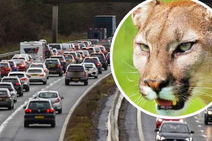 Woman sees 'dead big cat' by side of M5 and says 'no mistake'