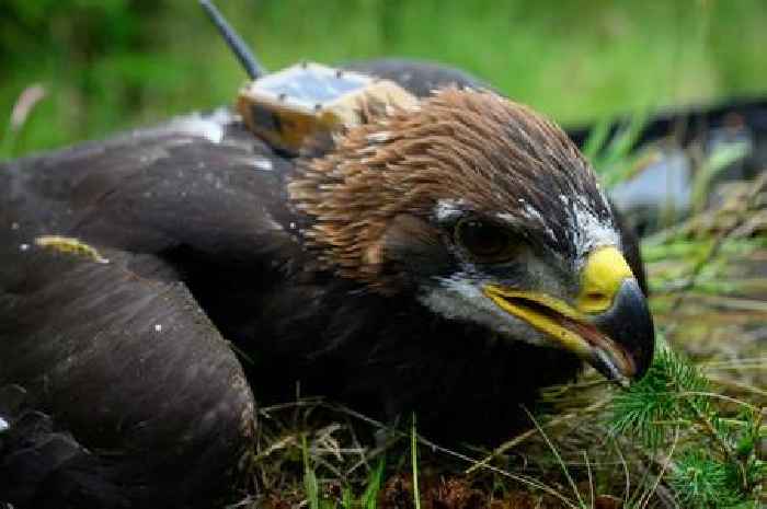 Sir David Attenborough helps mark south of Scotland conservation milestone by naming golden eagle fledgling