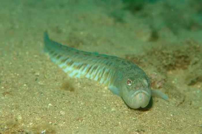 Venomous fish spotted on Scots beach as experts warn swimmers
