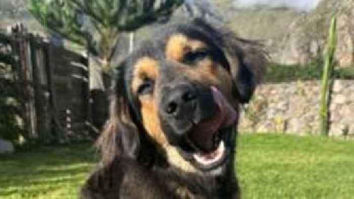 Paddington the Peruvian street dog moves to the UK
